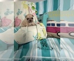 Small #9 French Bulldog