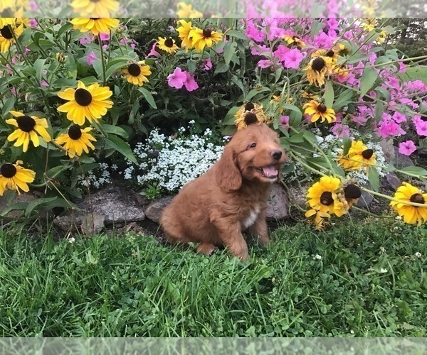 Medium Photo #8 Goldendoodle-Poodle (Miniature) Mix Puppy For Sale in CURTISS, WI, USA