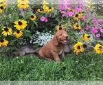 Small Photo #8 Goldendoodle-Poodle (Miniature) Mix Puppy For Sale in CURTISS, WI, USA