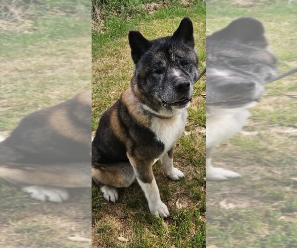 Medium Photo #2 Akita Puppy For Sale in Mooresville, NC, USA
