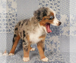 Small #9 Miniature Australian Shepherd