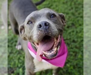 American Staffordshire Terrier-Unknown Mix Dogs for adoption in San Antonio, TX, USA