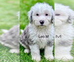 Small Poodle (Miniature) Mix