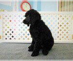 Small Photo #10 Poodle (Standard) Puppy For Sale in SPRING HILL, FL, USA