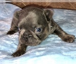 Small Photo #13 French Bulldog Puppy For Sale in BUCKS BAR, CA, USA