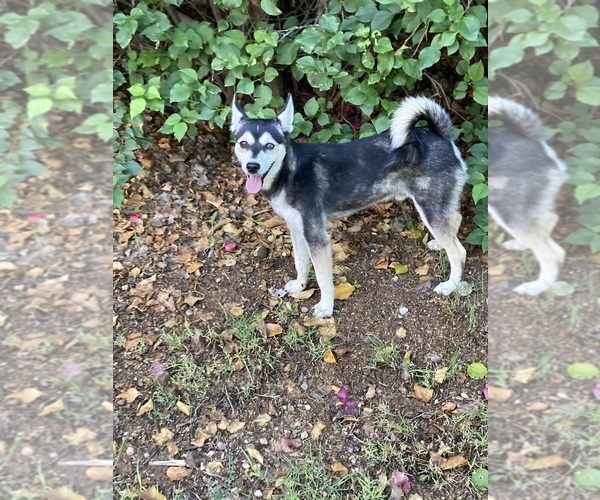 Medium Photo #6 Alaskan Klee Kai Puppy For Sale in GLENDALE, AZ, USA