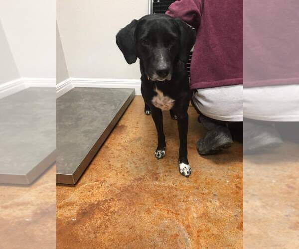 Medium Photo #4 Labrador Retriever-Unknown Mix Puppy For Sale in Bolivar, MO, USA