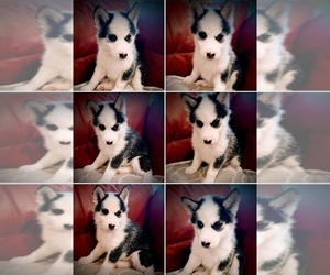 Siberian Husky Puppy for sale in PERRIS, CA, USA