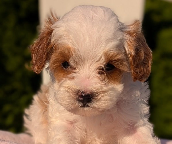 Medium Photo #15 Cavapoo (Miniature) Puppy For Sale in GOSHEN, IN, USA