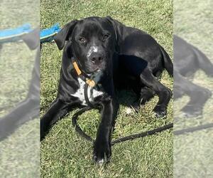 Staffordshire Bull Terrier-Unknown Mix Dogs for adoption in Louisville, KY, USA