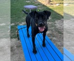 Small #9 Labrador Retriever Mix