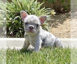 French Bulldog Puppy for sale in CHARLOTTE, NC, USA