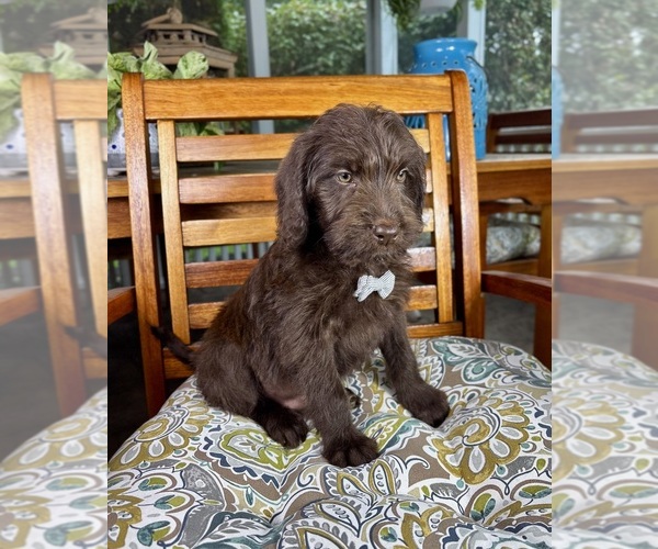 Medium Photo #7 Labradoodle Puppy For Sale in NOBLESVILLE, IN, USA