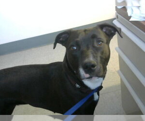 Labrador Retriever-Unknown Mix Dogs for adoption in Big Bear City, CA, USA