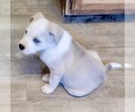 Small Photo #6 Siberian Husky Puppy For Sale in Cedar Crest, NM, USA