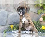 Small #2 Boxer