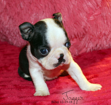 Medium Photo #1 Boston Terrier Puppy For Sale in MOSELLE, MS, USA