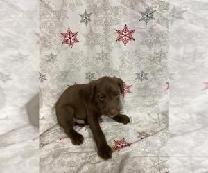 Border Collie-Unknown Mix Dogs for adoption in Modesto, CA, USA