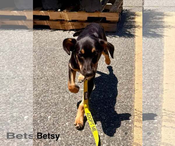 Medium Photo #4 Labrador Retriever-Unknown Mix Puppy For Sale in pomfret, CT, USA