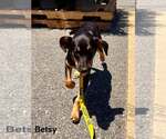 Small #3 Labrador Retriever Mix