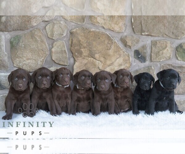 Medium Photo #2 Labrador Retriever Puppy For Sale in MIFFLINTOWN, PA, USA