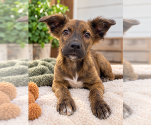 Mutt Dogs for adoption in Mooresville, NC, USA