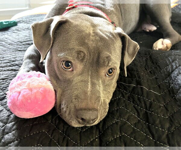 Medium Photo #4 Mutt Puppy For Sale in Rockville, MD, USA