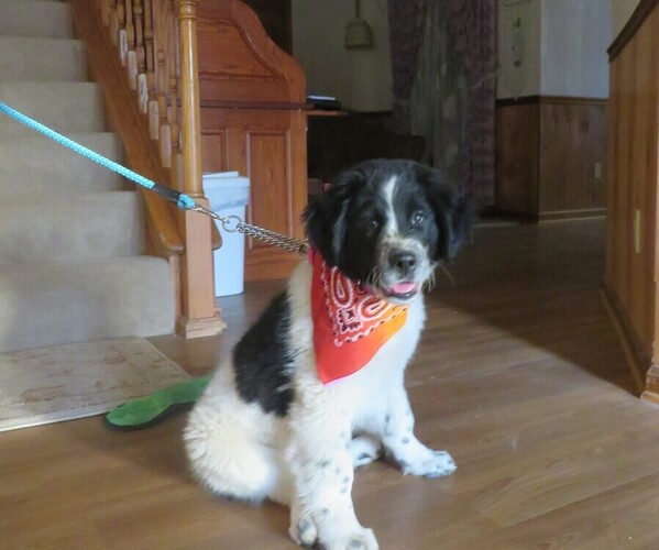 Medium Photo #5 Newfoundland Puppy For Sale in MECHANICSVILLE, MD, USA