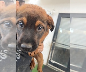 Belgian Malinois-Rottweiler Mix Puppy for sale in HEMET, CA, USA
