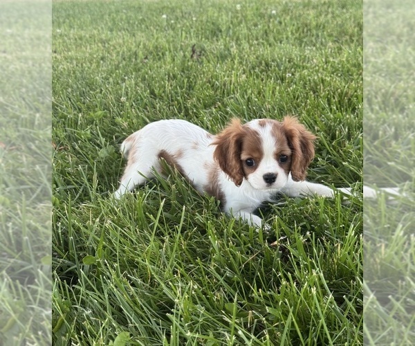 Medium Photo #2 Cavalier King Charles Spaniel Puppy For Sale in CANOGA, NY, USA