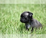 Small #4 Pug