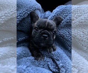 French Bulldog Puppy for sale in WHITE PLAINS, NY, USA
