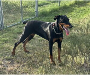 Doberman Pinscher Dogs for adoption in Devine, TX, USA