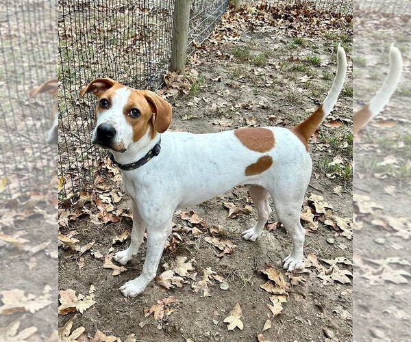 Medium Photo #6 Pointer-Unknown Mix Puppy For Sale in Hillsboro, MO, USA