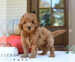 Small Goldendoodle (Miniature)