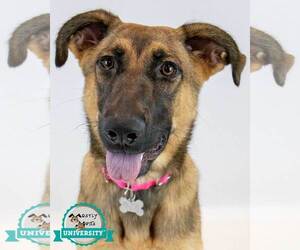 Mutt Dogs for adoption in Kennesaw, GA, USA