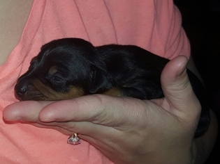 Miniature Pinscher Puppy for sale in LINTON, IN, USA