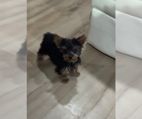 Medium Photo #7 Yorkshire Terrier Puppy For Sale in STUART, FL, USA