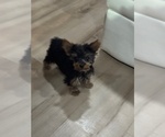 Small Photo #7 Yorkshire Terrier Puppy For Sale in STUART, FL, USA