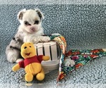 Small #5 Chihuahua