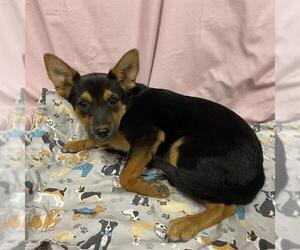 Border Collie-Unknown Mix Dogs for adoption in Modesto, CA, USA