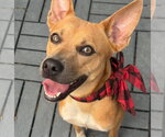 Small #1 Carolina Dog Mix