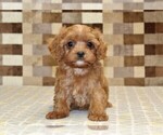 Ivan - Male Cavapoo (Miniature) Puppy for Sale - Photo #3