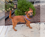 Small #1 Labrador Retriever Mix