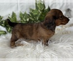 Small #5 Dachshund