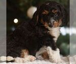 Small #3 Bernedoodle (Miniature)