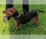 Small #2 Whippet Mix