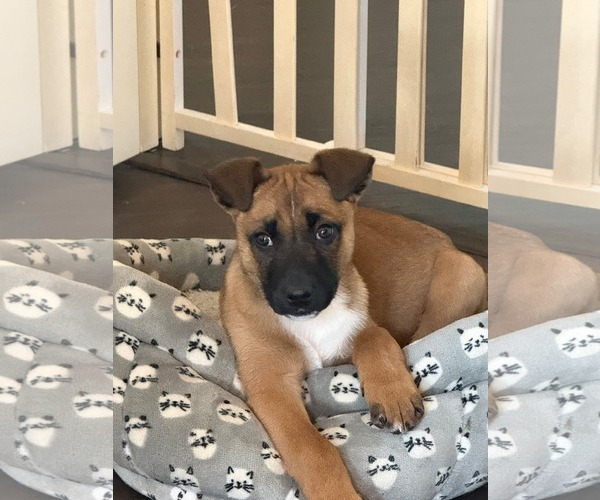 Medium Photo #2 Mutt Puppy For Sale in Fenton, MO, USA