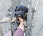Small Photo #4 German Shepherd Dog Puppy For Sale in LAKE TAPPS, WA, USA