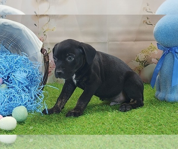 Medium Photo #8 Catahoula Leopard Dog Puppy For Sale in CUMBY, TX, USA